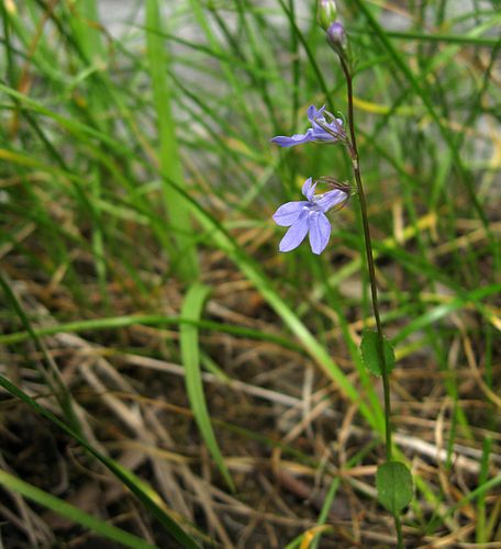 Lobelia gattingeri